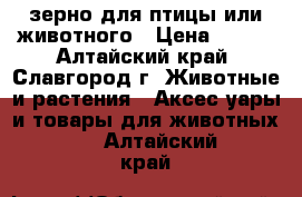 зерно для птицы или животного › Цена ­ 350 - Алтайский край, Славгород г. Животные и растения » Аксесcуары и товары для животных   . Алтайский край